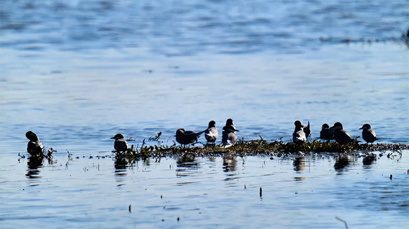 靜寧：書(shū)寫(xiě)生態(tài)文章 厚植高質(zhì)量發(fā)展底色