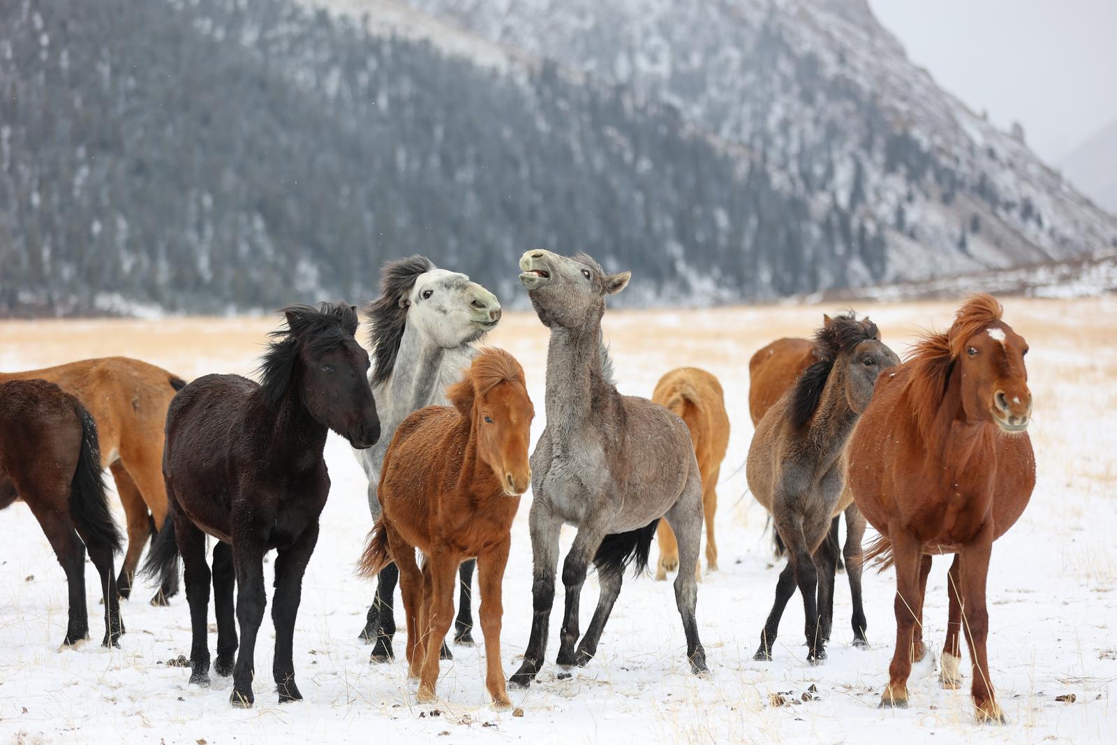 這樣山丹的冬天，誰(shuí)能不心動(dòng)