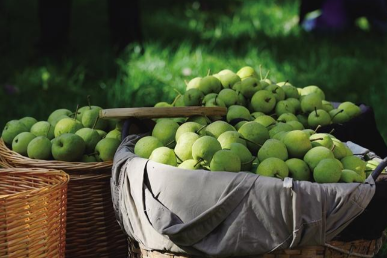 一口“甘味”暖民生