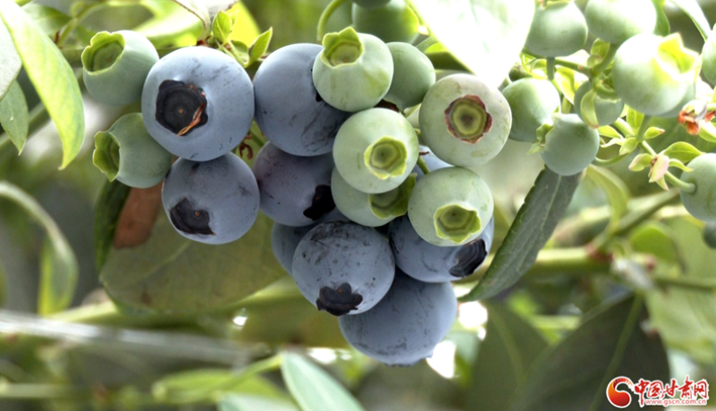 隴拍客丨甘谷安遠(yuǎn)：藍(lán)莓迎豐收 小漿果變身鄉(xiāng)村振興“致富果”